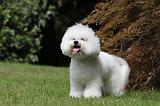 BICHON FRISE 512